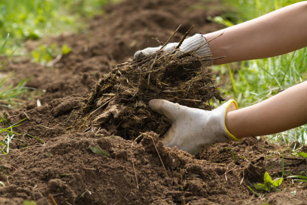 istock rotted manure in the hands of a gardener 1327073784