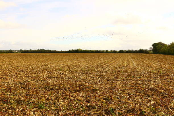 istock Herbst am Leukermeer in Holland 1327073884
