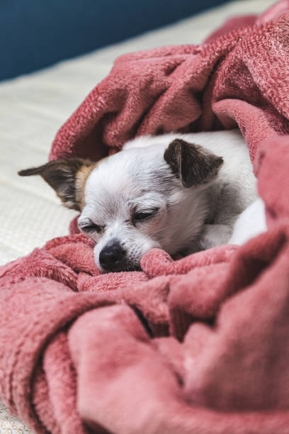 istock Chihuahua dog 1327075970