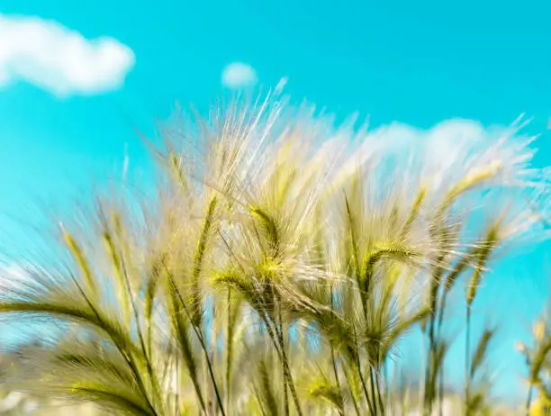 Background of fluffy spikelets of green barley close-up Blue sky and barley grass Selective focus Hordeum jubatum, Foxtail barley, selective focus