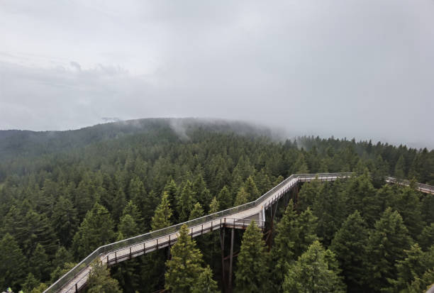 istock A bridge in the middle of the forest 1327078451