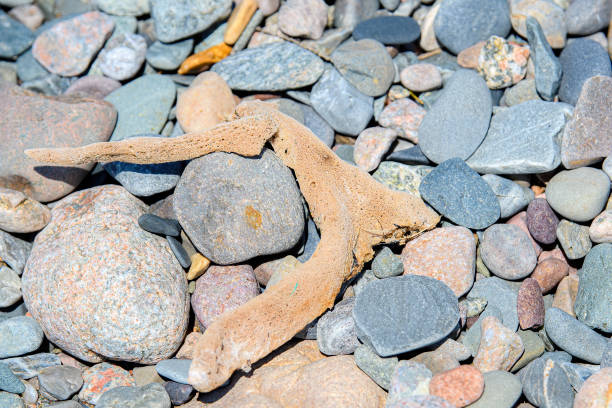 istock Small Natural Sea Sponge On A Rocky Beach 1327080656
