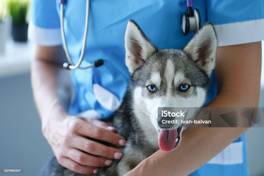 Handsome little husky at veterinarian appointment closeup Handsome little husky at veterinarian appointment. Medical services for animals concept Veterinarian Stock Photo