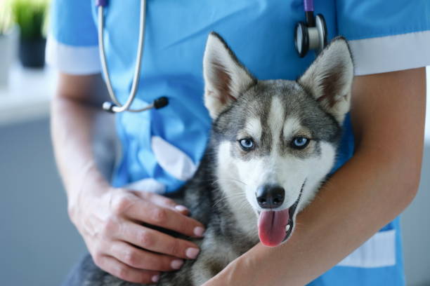 handsome little husky at veterinarian appointment closeup - veterinary medicine imagens e fotografias de stock