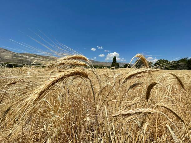 istock field of wheat 1327083009