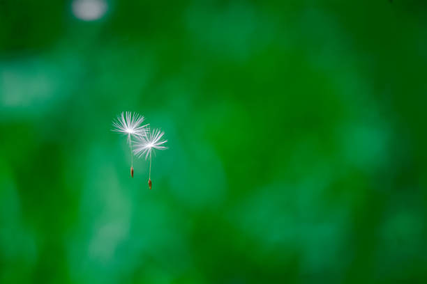 Dandelion seeds fly together, blurred background