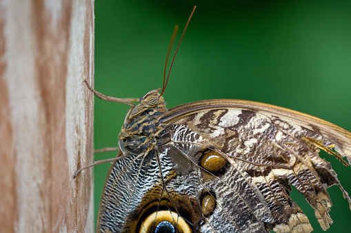Side view macro close-up of a single yellow-edged giant owl butterfly (Caligo atreus) sitting against wood