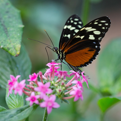 Butterfly with Green background