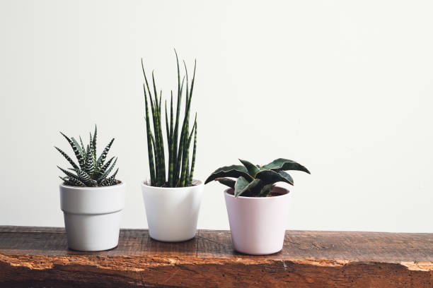 istock Home plants - sansevieria and haworthia 1327085431