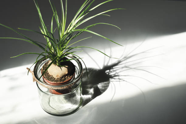 Plant of beaucarnea recurvata in glass jar on the white table in daylight