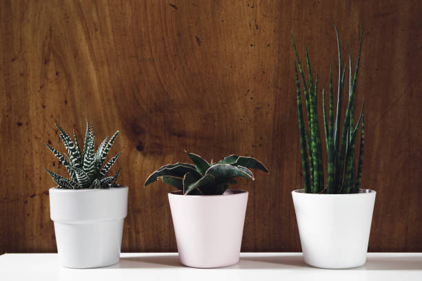 istock Indoors plants on wooden background 1327085537