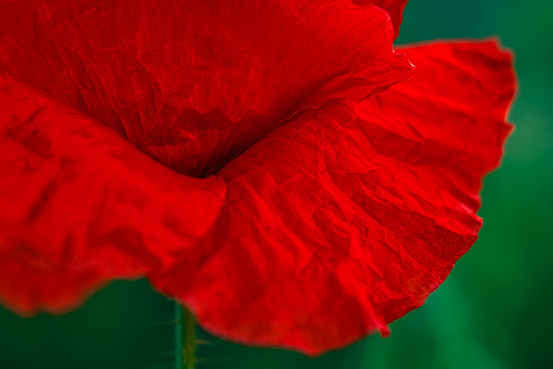 Close-up of red poppy flower on blurred green background