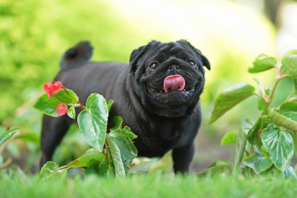 istock Funny black Pug dog posing outdoors standing on a green grass in summer 1327089078