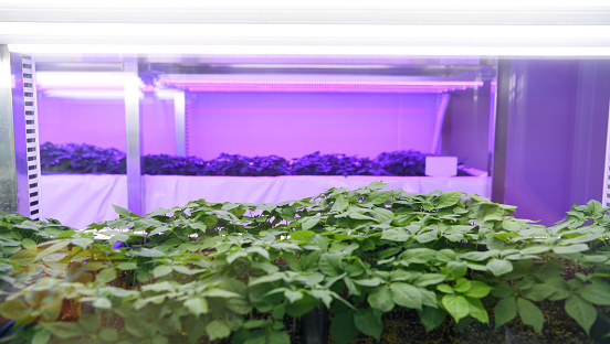 Ginseng cultivation at smart farm facilities in Korea