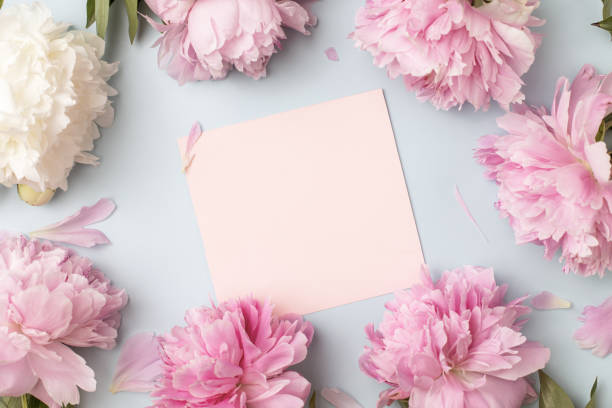 istock Summer blooming peonies, festive pastel blue background, mock up and copy space, greeting card. Flat lay, top view. 1327090302