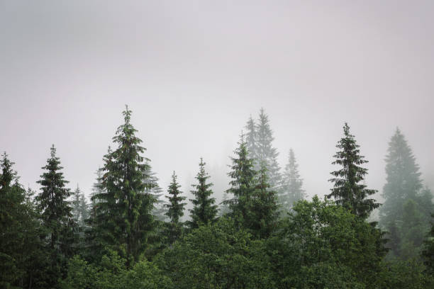 안개 낀 숲 - dense fog 뉴스 사진 이미지