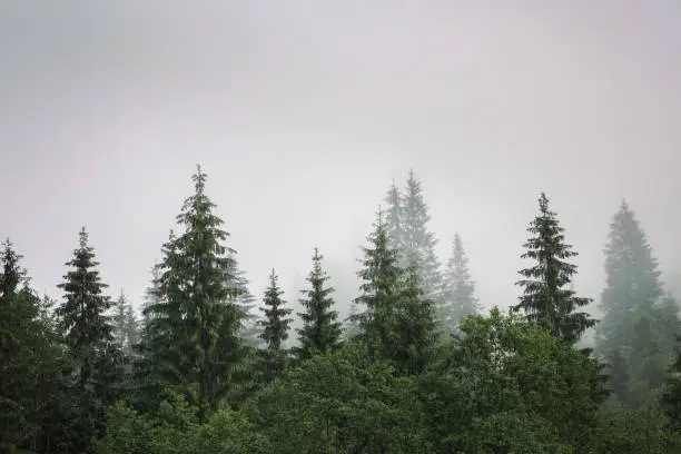 Photo of Misty forest