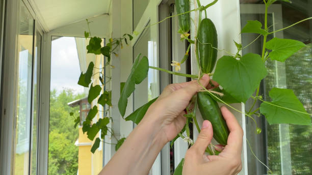Female hand harvesting cucumber, plants growing on windowsill on balcony. Home garden in apartment stock photo
