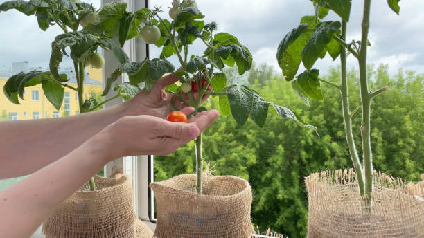 Female hand harvesting tomato, plants growing on windowsill. Home garden in apartment stock photo