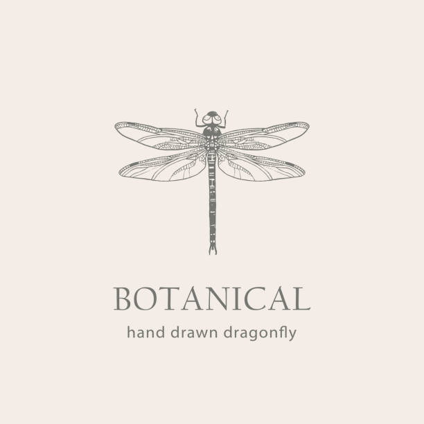 Ważka ręcznie rysowana Izolowany wektor. Ilustracja botaniczna. – artystyczna grafika wektorowa