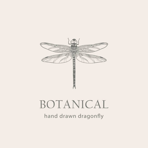 Dragonfly hand drawn Isolated vector. Botanical illustration. vector art illustration