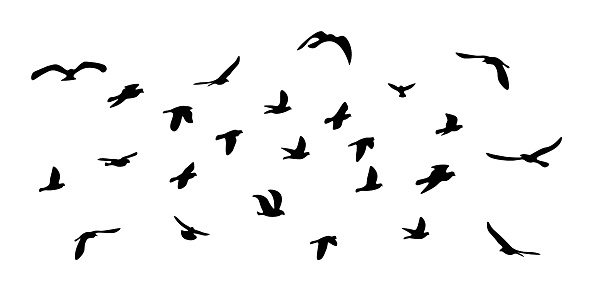 Flock of flying birds. Vector silhouette birds, stock illustration.