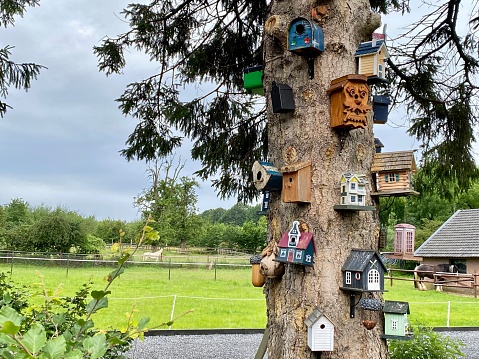 Idyllic view in front of a collection birdhouses on a pine tree