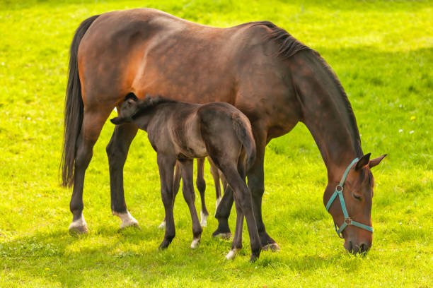 yegua marrón con potro bebiendo en un prado verde en verano en los países bajos - foal mare horse newborn animal fotografías e imágenes de stock