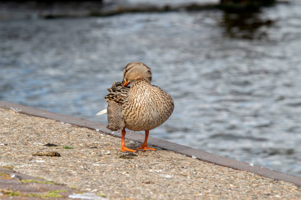 istock Close Up Of A Duck Cleaning 1327093741