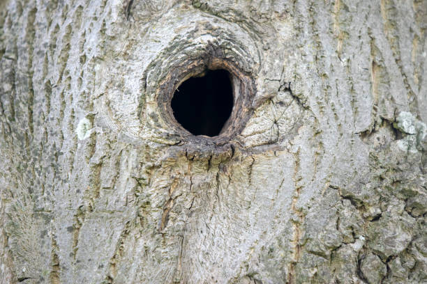 istock Close Up Of A Empty Hole In A Tree 1327093792