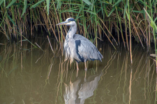 istock Close Up Of A Dutch Heron 1327093891
