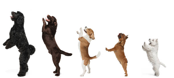 Art collage made of funny dogs different breeds standing isolated over white studio background. Art collage made of funny dogs different breeds standing isolated over white studio background. Concept of action, pets love, animal life. Look happy, delighted. Copyspace for ad, flyer. Profile view poodle color image animal sitting stock pictures, royalty-free photos & images