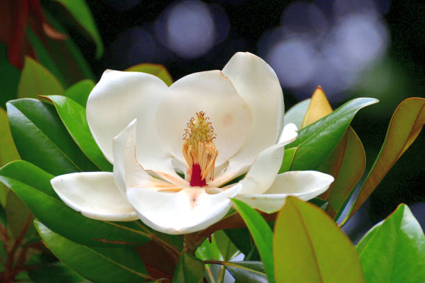 magnolia grandiflora / magnólia do sul / flor da baía do touro - magnolia blossom flower head single flower - fotografias e filmes do acervo