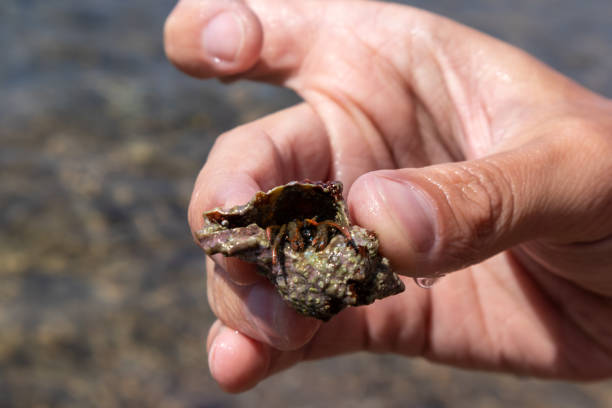 istock Hand holding hermit crab hidden in shell close-up 1327095403