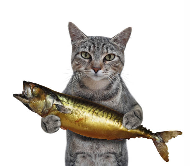 istock Cat gray holds smoked mackerel 1327096422
