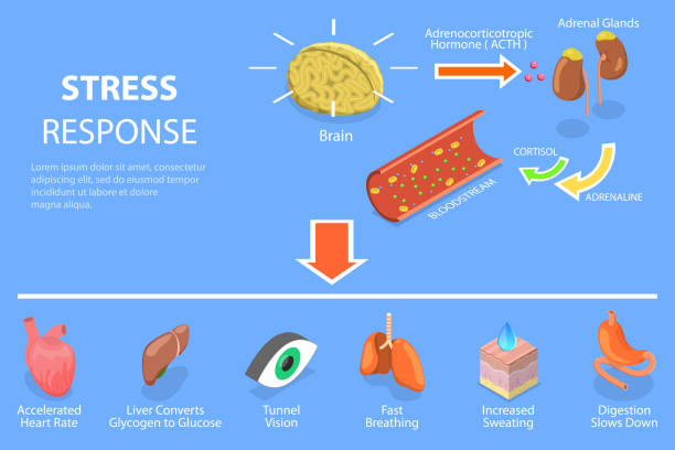 3D Isometric Flat Vector Conceptual Illustration of Stress Response Process 3D Isometric Flat Vector Conceptual Illustration of Stress Response Process, Fight or Flight Physiological Reaction glycogen stock illustrations