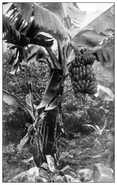 istock Antique black and white photograph: Banana tree, Puerto Rico 1327100369