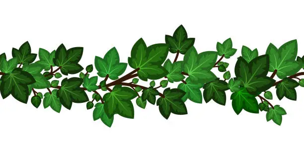 Vector illustration of Ivy leaves branch. Summer green border seamless for decoration. Climbing garden liana isolated. Vector illustration