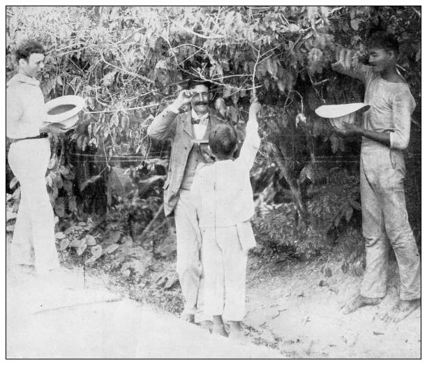 istock Antique black and white photograph: Gathering coffee in hat, Puerto Rico 1327100731