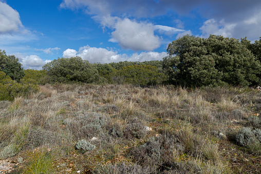 Mediterranean shrublands and forests in the municipality of Olmeda de las Fuentes, province of Madrid, Spain