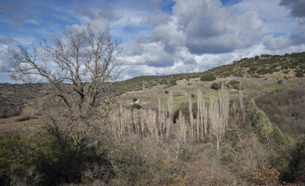 istock Poplar grove at the bottom of a valley 1327100870