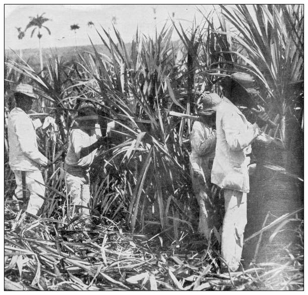 illustrations, cliparts, dessins animés et icônes de photographie antique en noir et blanc: sugar cane cutter, porto rico - cut sugar cane