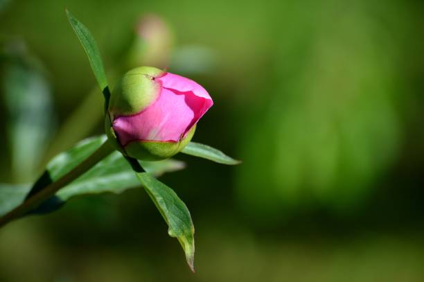 istock pink flower in the yard 1327101518