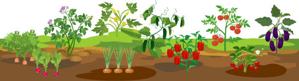 흰색 배경에 고립 된 잘 익은 채소와 다른 농업 식물과 농업 풍경과 국경. 수확 시간 - eggplant tomato white background fruit stock illustrations