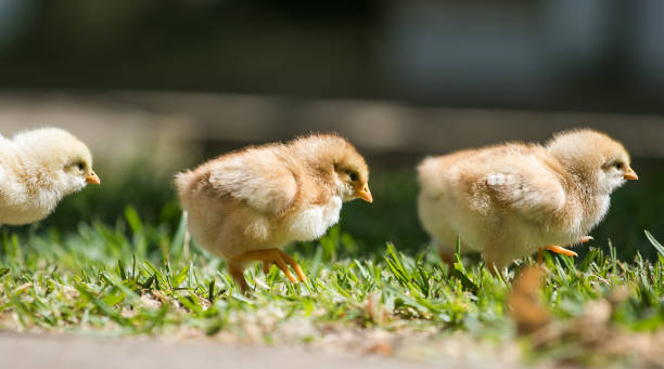 image en gros plan de bébés poulets marchant avec leur mère sur l’herbe à la recherche de nourriture - oisillon photos et images de collection