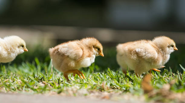 close up image of baby chickens walking with their mother on the grass looking for food - chicken hatchery imagens e fotografias de stock