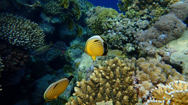 istock Blacktail butterflyfish or black-tailed butterflyfish or exquisite butterflyfish (Chaetodon austriacus) undersea 1327103221