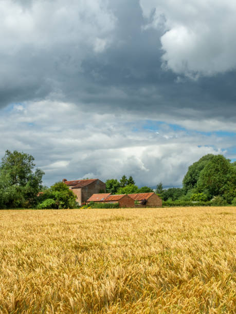 golden field and red brick buildings - agricultural activity yorkshire wheat field imagens e fotografias de stock
