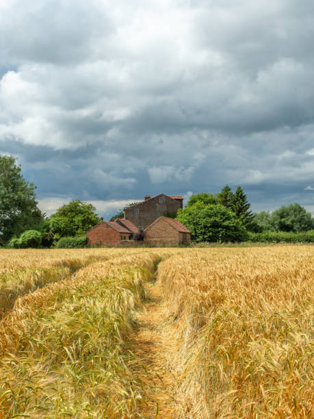 golden field and dark sky - agricultural activity yorkshire wheat field imagens e fotografias de stock