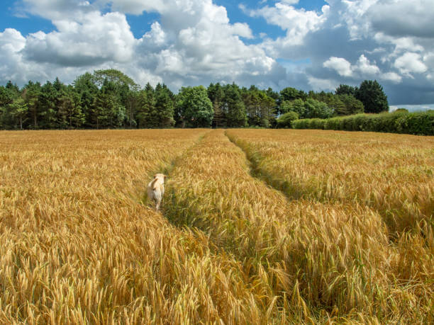 golden field and lone dog - agricultural activity yorkshire wheat field imagens e fotografias de stock